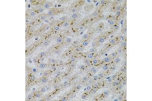 Immunohistochemistry (IHC) image for anti-Mitogen-Activated Protein Kinase 1 (MAPK1) (N-Term) antibody (ABIN1873622)