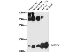 Western blot analysis of extracts of various cell lines, using MRPL34 antibody (ABIN7268568) at 1:1000 dilution. (MRPL34 抗体  (AA 16-92))