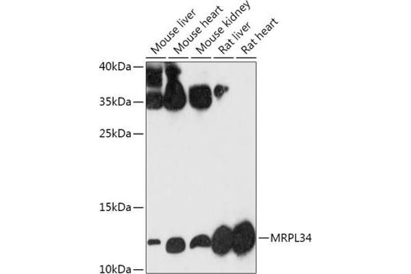 MRPL34 抗体  (AA 16-92)