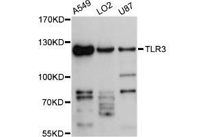 Western blot analysis of extracts of various cell lines, using TLR3 antibody (ABIN4905430) at 1:3000 dilution. (TLR3 抗体)