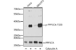 Western Blotting (WB) image for anti-Protein Phosphatase 1, Catalytic Subunit, alpha Isoform (PPP1CA) (pThr320) antibody (ABIN7269674)