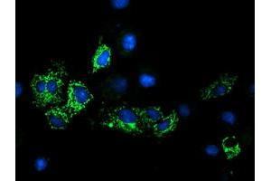 Anti-GATM mouse monoclonal antibody (ABIN2454759) immunofluorescent staining of COS7 cells transiently transfected by pCMV6-ENTRY GATM (RC200474). (GATM 抗体)