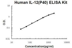 Interleukin 12 beta (IL12B) ELISA Kit