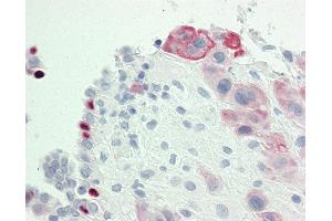 Anti-IGSF5 / JAM4 antibody IHC staining of human placenta. (IGSF5 抗体  (AA 1-30))