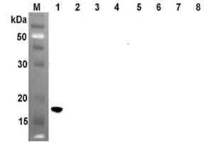 Western blot analysis using anti-ANGPTL4 (CCD) (human), mAb (Kairos4-153AD)  at 1:500 dilution. (ANGPTL4 抗体  (Coiled coil domain))