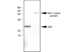 Western blot analysis of recombinant GST (28 kDa) and GST - fusion protein (61 kDa) were resolved by SDS - PAGE , transferred to PVDF membrane and probed with GST monoclonal antibody, clone 1E5 (1 : 1000)  . (GST 抗体)