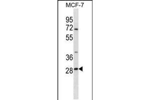 Western blot analysis in MCF-7 cell line lysates (35ug/lane). (SRPRB 抗体  (C-Term))