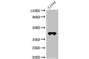 Western Blot Positive WB detected in: Mouse liver tissue All lanes: CCR3 antibody at 3 μg/mL Secondary Goat polyclonal to rabbit IgG at 1/50000 dilution predicted band size: 42, 44 kDa observed band size: 42 kDa (CCR3 抗体  (AA 306-355))