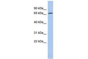 Image no. 1 for anti-Protein Disulfide Isomerase Family A, Member 4 (PDIA4) (AA 35-84) antibody (ABIN6743425) (PDIA4 抗体  (AA 35-84))