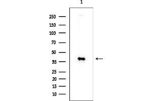 Western blot analysis of lysates from Mouse liver, using CDX2 Mouse Monoclonal Antibody at 1/1000 dilution.