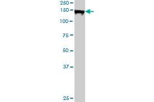 AFF4 MaxPab rabbit polyclonal antibody. (AFF4 抗体  (AA 1-365))