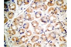 Human stomach tissue was stained by Rabbit Anti-Xenin 25 (Human) Antibody (Xenin 25 抗体)