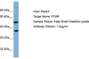 Host: RabbitTarget Name: FDXRAntibody Dilution: 1. (Ferredoxin Reductase 抗体  (N-Term))