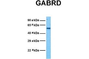 Western Blotting (WB) image for anti-GABA A Receptor delta (GABRD) (N-Term) antibody (ABIN2792262)