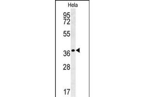 IL24 Antibody (C-term) (ABIN652076 and ABIN2840540) western blot analysis in Hela cell line lysates (35 μg/lane). (IL-24 抗体  (C-Term))