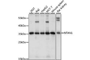 Western blot analysis of extracts of various cell lines, using NTAN1 antibody. (NTAN1 抗体)