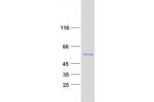 Western Blotting (WB) image for Antizyme Inhibitor 1 (AZIN1) (Transcript Variant 2) protein (Myc-DYKDDDDK Tag) (ABIN2715095)
