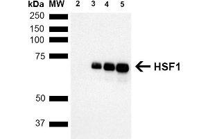 Western Blot analysis of Human Breast adenocarcinoma cell line (MCF7) showing detection of ~65 kDa HSF1 protein using Rat Anti-HSF1 Monoclonal Antibody, Clone 10H8 (ABIN2484632). (HSF1 抗体  (AA 378-395) (PE))