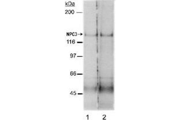 NPC1L1 抗体  (AA 500-600)