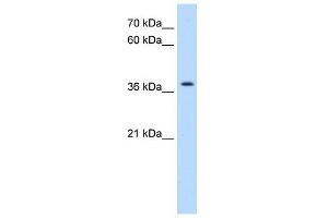 TMEM30A antibody used at 0. (TMEM30A 抗体  (N-Term))