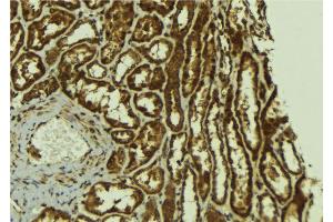 ABIN6267123 at 1/100 staining Mouse kidney tissue by IHC-P.