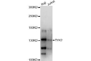 Western blot analysis of extracts of various cell lines, using TYK2 antibody (ABIN5971155) at 1/1000 dilution. (TYK2 抗体)