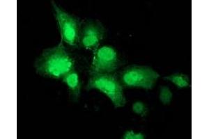Immunofluorescence (IF) image for anti-Sialidase 2 (Cytosolic Sialidase) (NEU2) antibody (ABIN1499692) (NEU2 抗体)