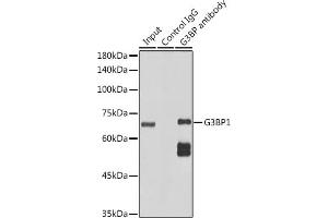 Immunoprecipitation analysis of 300 μg extracts of HeLa cells using 3 μg G3BP11 antibody (ABIN1683144, ABIN7101598, ABIN7101599 and ABIN7101600). (G3BP1 抗体)