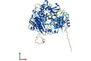 AlphaFold protein structure predicition of Human Recombinant ACSS2 Protein, UniprotID Q9NR19