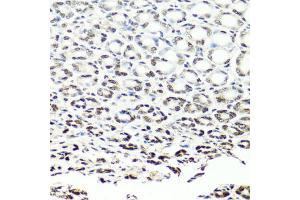 Immunohistochemistry of paraffin-embedded mouse stomach using NUMA1 antibody. (NUMA1 抗体)