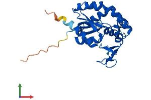 Protein Structure (PS) image for Adenylate Kinase 2 (AK2) (AA 1-239) protein (His tag) (ABIN7556245)