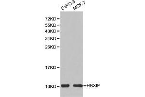 Western blot analysis of extracts of BxPC-3 and MCF-7 cells, using HBXIP(LAMTOR5) antibody. (HBXIP 抗体)