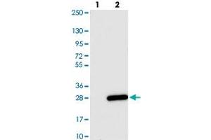 Western blot analysis of Lane 1: Negative control (vector only transfected HEK293T lysate). (B9D2 抗体)