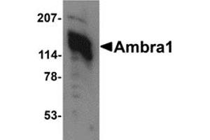 Western Blotting (WB) image for anti-Autophagy/beclin-1 Regulator 1 (AMBRA1) (C-Term) antibody (ABIN1030234) (AMBRA1 抗体  (C-Term))
