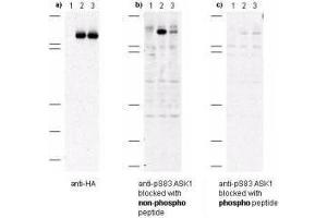 Western blot of anti-pS83 ASK1 antibodies shows specificity for phosphorylated human ASK1.