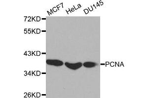 Western blot analysis of extracts of various cell lines, using PCNA antibody. (PCNA 抗体  (AA 1-261))