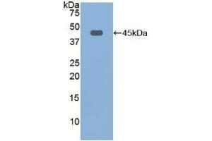 Detection of Recombinant FBLN1, Rat using Polyclonal Antibody to Fibulin 1 (FBLN1) (Fibulin 1 抗体  (AA 127-243))