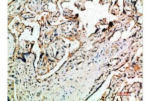 Immunohistochemical analysis of paraffin-embedded human-placenta, antibody was diluted at 1:200 (DDT 抗体  (AA 50-90))