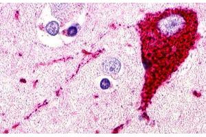 Image no. 1 for anti-G Protein-Coupled Receptor 173 (GPR173) (N-Term) antibody (ABIN1048758) (GPR173 抗体  (N-Term))