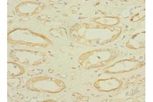 Immunohistochemistry of paraffin-embedded human kidney tissue using ABIN7166580 at dilution of 1:100 (SLC36A2 抗体  (AA 1-58))