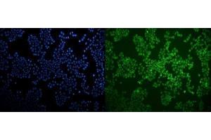 IF analysis of LXR beta/NER/NR1H2 using anti-LXR beta/NER/NR1H2 antibody (ABIN7601265).