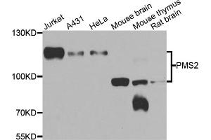 Western blot analysis of extracts of various cell lines, using PMS2 antibody (ABIN5974175) at 1/1000 dilution. (PMS2 抗体)
