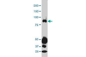 Western Blotting (WB) image for anti-Signal Transducer and Activator of Transcription 4 (STAT4) (AA 1-748) antibody (ABIN563030)