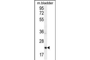 Western blot analysis in mouse bladder tissue lysates (35ug/lane). (ASCL2 抗体  (N-Term))