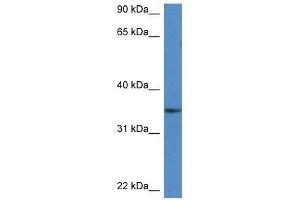 Western Blot showing Dhrs3 antibody used at a concentration of 1. (DHRS3 抗体  (Middle Region))