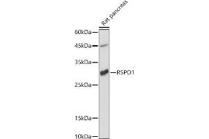 Western blot analysis of extracts of Rat pancreas, using RSPO1 antibody (ABIN6132958, ABIN6147279, ABIN6147280 and ABIN6224304) at 1:1000 dilution. (RSPO1 抗体  (AA 21-263))