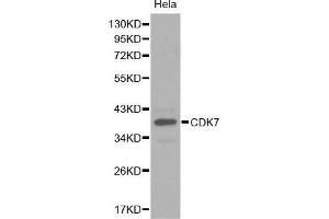 Western Blotting (WB) image for anti-Cyclin-Dependent Kinase 7 (CDK7) (AA 1-346) antibody (ABIN3022405) (CDK7 抗体  (AA 1-346))