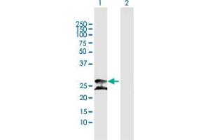 Western Blot analysis of PRDX3 expression in transfected 293T cell line by PRDX3 MaxPab polyclonal antibody.