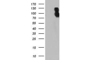 Western Blotting (WB) image for anti-Dipeptidyl-Peptidase 9 (DPP9) antibody (ABIN1497904) (DPP9 抗体)