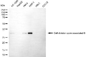 Western blotting analysis using cell division cycle associated 8 antibody (ABIN7798020).